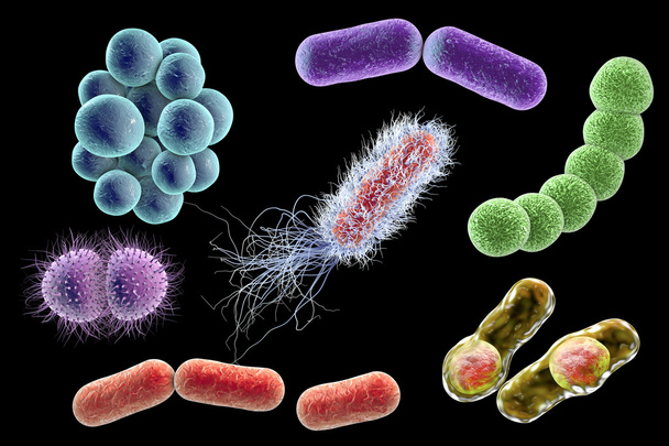 さまざまな形の微生物 - 写真・画像