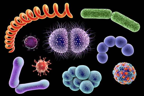 Mikroby różnych kształtów - Zdjęcie, obraz