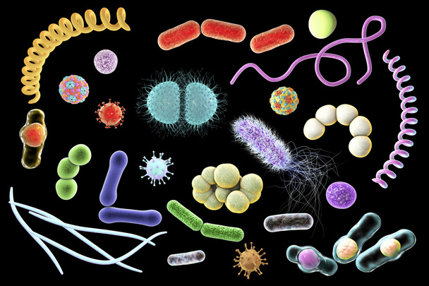 Мікроби різних форм
 - Фото, зображення