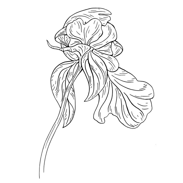 Peony flower ink sketch  - Вектор,изображение