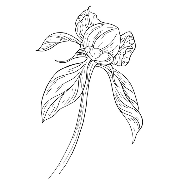 Peony flower ink sketch  - Вектор,изображение