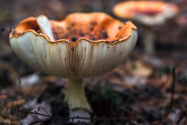 Poisonous mushrooms fungus toadstools in the forest Bright red mushroom fly agaric growing forest top view macro photo selective focus Close-up picture of Amanita in nature toxic mushroom fungus photo - Photo, Image