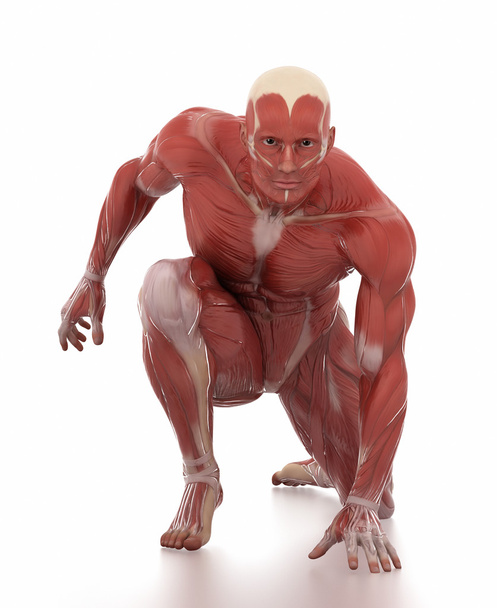 男の筋肉解剖図 - 写真・画像