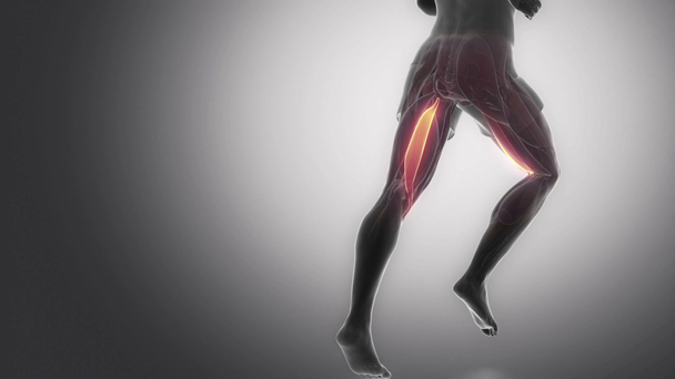  人間の腱の筋肉 - 映像、動画