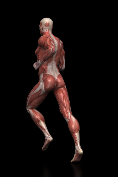 Juokseva mies lihakset anatomia
 - Valokuva, kuva