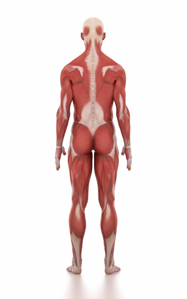 人間解剖学筋マップ - 写真・画像