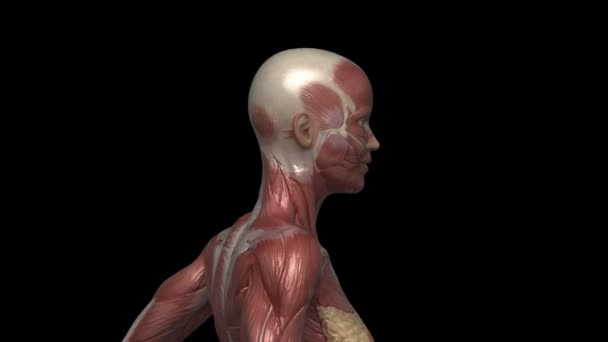 女性を搭載した筋肉の解剖学 - 映像、動画