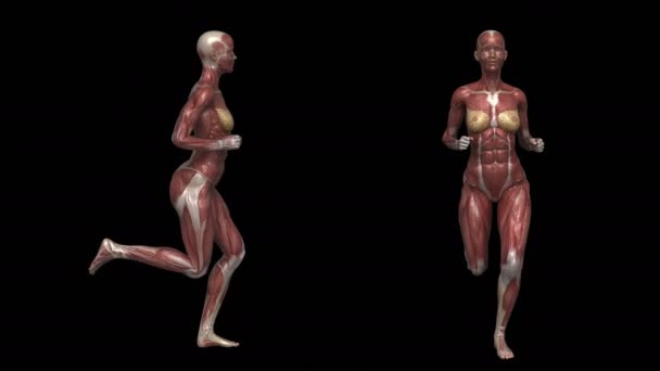running woman with muscular anatomy - Footage, Video