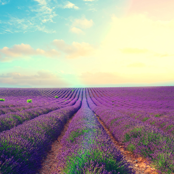 Kukkiva laventelikenttä - Valokuva, kuva