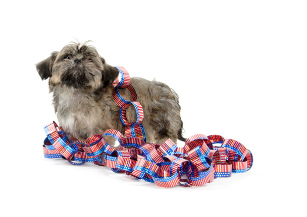 Shih Tzu and Fourth of July deocations - Photo, Image