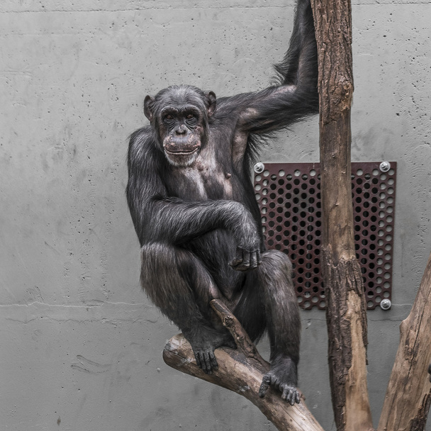 思考チンパンジー肖像画をクローズ アップ - 写真・画像