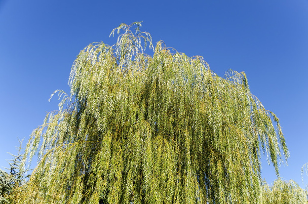 Weepy willow  in the heavenly background - Photo, Image