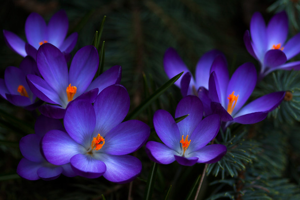 Springtime in the woodland - Fotografie, Obrázek