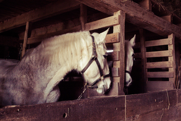 Spiegelbild Pferde - Foto, Bild