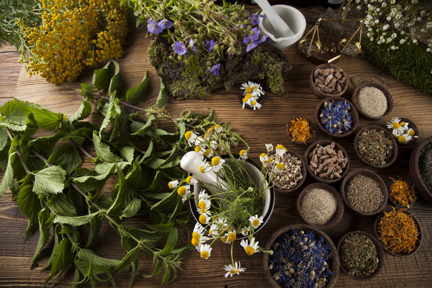 Fresh medicinal, healing herbs  - Фото, изображение