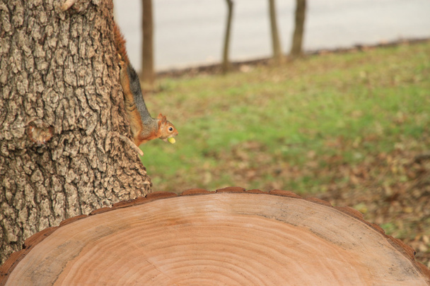 houten achtergrond en eekhoorn eten bonito - Foto, afbeelding