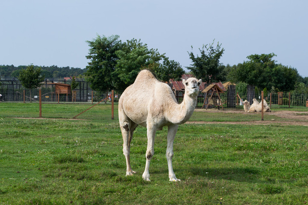 Camel - single individual - 写真・画像