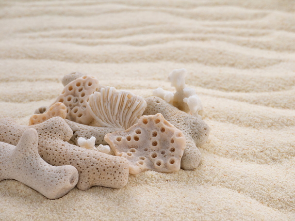 Corals on the sandy beach - Foto, Imagem