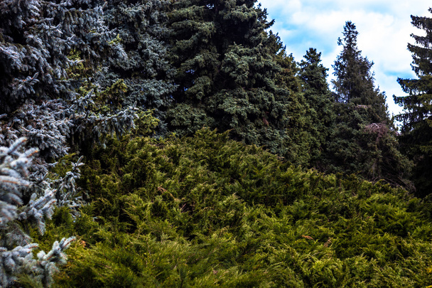 青のトウヒとジュニパー茂みのある風景します。. - 写真・画像