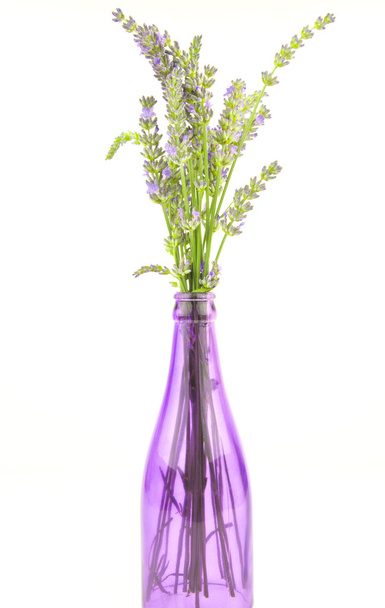 Lavender in purple bottle - Photo, image