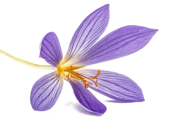 Фіолетова квітка Colchicum крупним планом, ізольована на білому фоні
 - Фото, зображення
