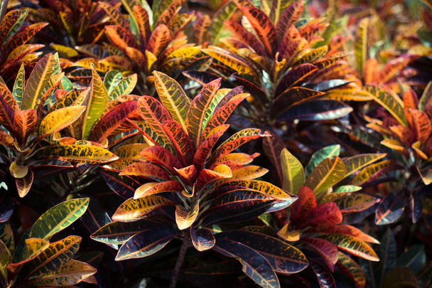 Верхнє червоне листя з розмитим тлом
 - Фото, зображення