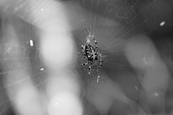 A web-sötét fekete pók - Fotó, kép