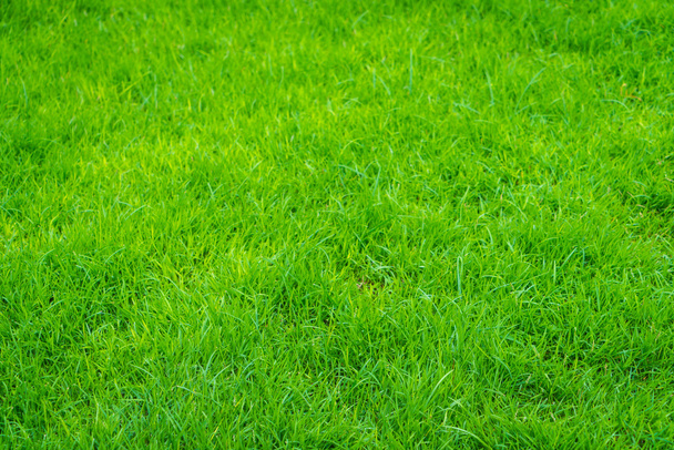 Detailní záběr čerstvé jarní zelené trávy - Fotografie, Obrázek