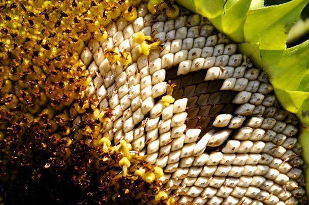 Sonnenblumenkerne - Foto, Bild