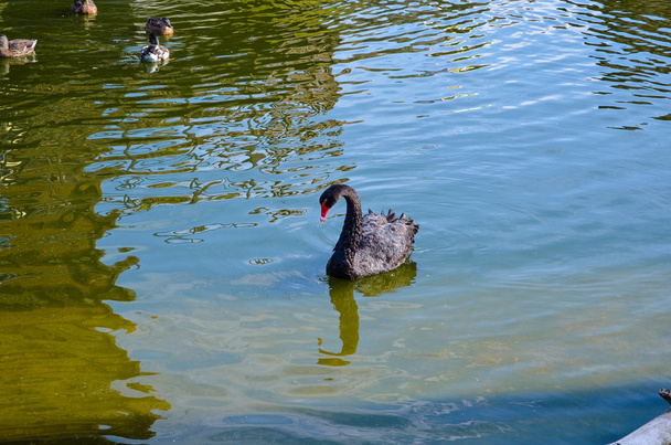 Siyah Kuğu mavi göl kenarında  - Fotoğraf, Görsel