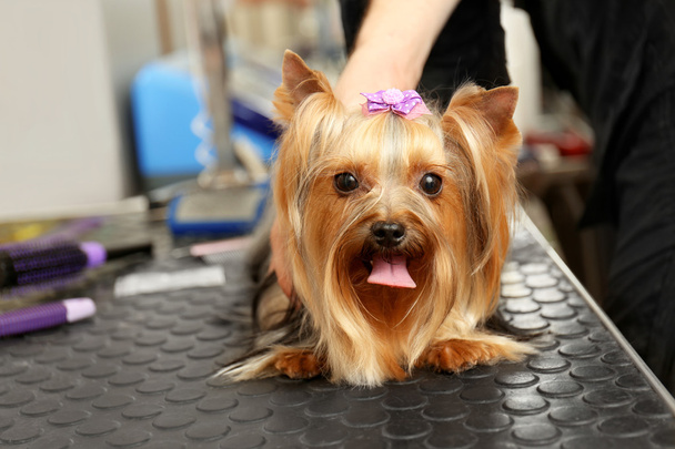 Canine hairdresser grooming dog in salon - Foto, Imagen