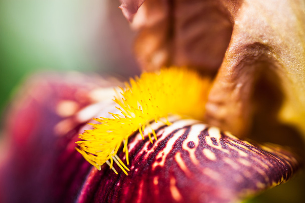 Close up da bela flor da íris. - Foto, Imagem