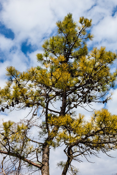 Pine tree against the cloudy sky background. - Photo, Image
