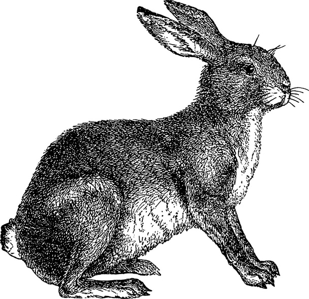 Винтажные изображения кролика
 - Фото, изображение