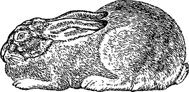 Винтажные изображения кролика
 - Фото, изображение