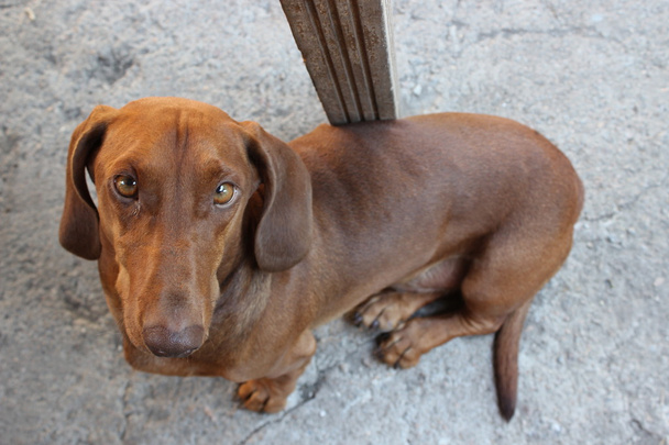 Dog breed dachshund - Photo, Image
