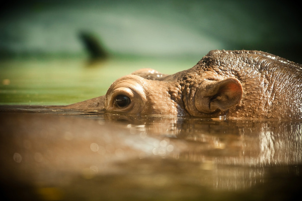 Hippo open its eye - Photo, Image