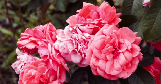 Four roses in garden backlit vintage color filter, colorized image - Filmagem, Vídeo