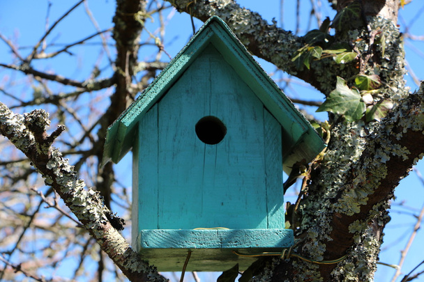 Zelená ptačí budku na stromě - Fotografie, Obrázek