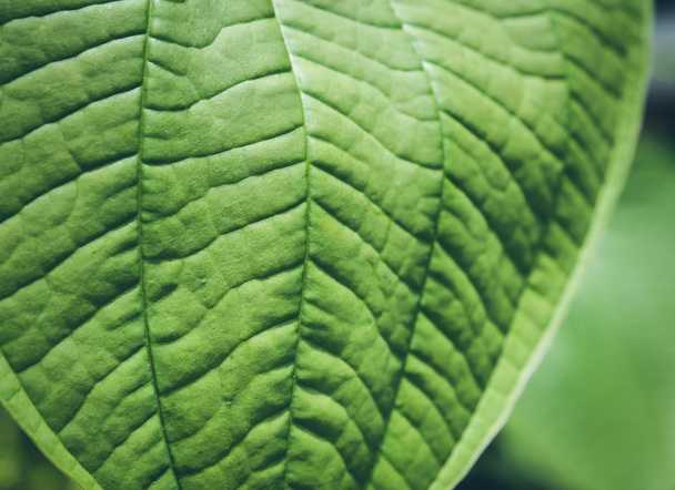 Tropical green foliage Texture and background - Zdjęcie, obraz