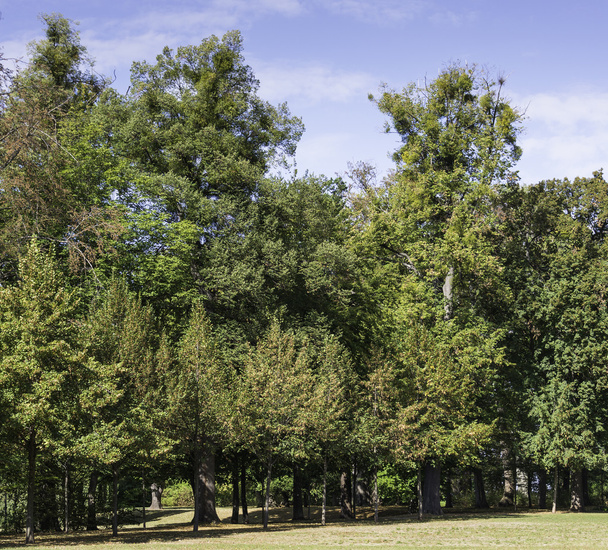 park with autumn trees - Фото, изображение