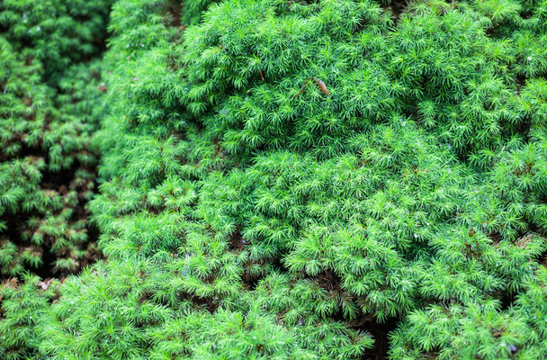 ジュニパーの枝、針状の葉を持つ常緑針葉樹の植物. - 写真・画像