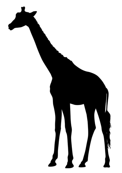 Vector illustration of an giraffe - Вектор, зображення