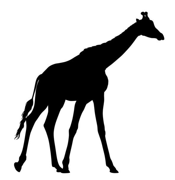 Vector illustration of an giraffe - Vector, imagen