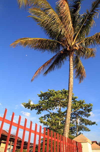 καρύδας δέντρο, κοντά στη λίμνη Τόμπα - Φωτογραφία, εικόνα