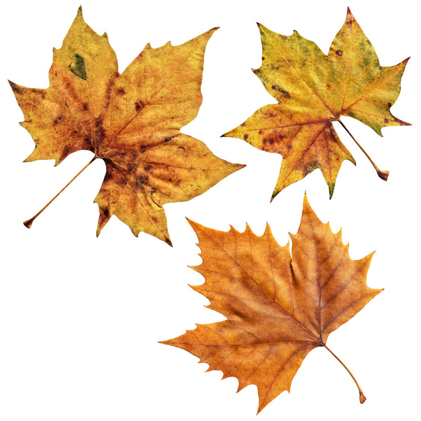 Листья сухих кленов изолированы на белом фоне
  - Фото, изображение