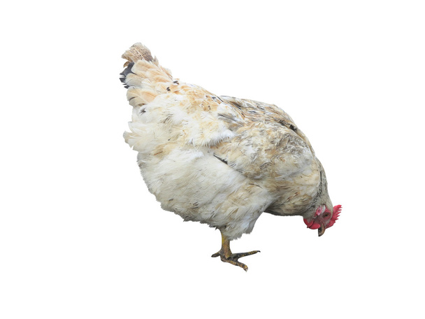 White chicken hen isolated over white - Φωτογραφία, εικόνα