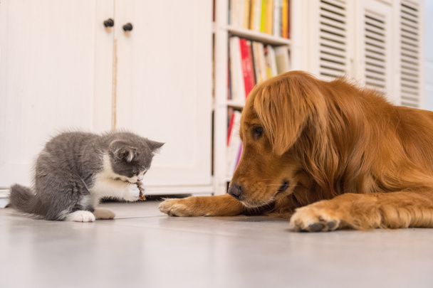 Hunde und Katzen im Haus - Foto, Bild