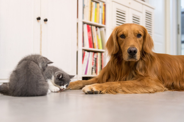 Hunde und Katzen im Haus - Foto, Bild