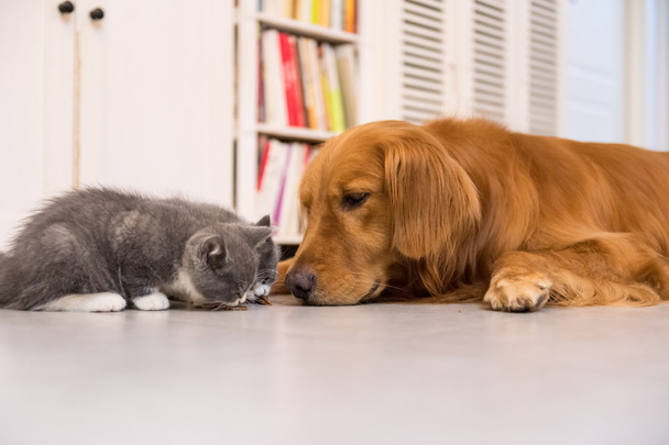 Dogs and cats, taken indoors - Foto, immagini